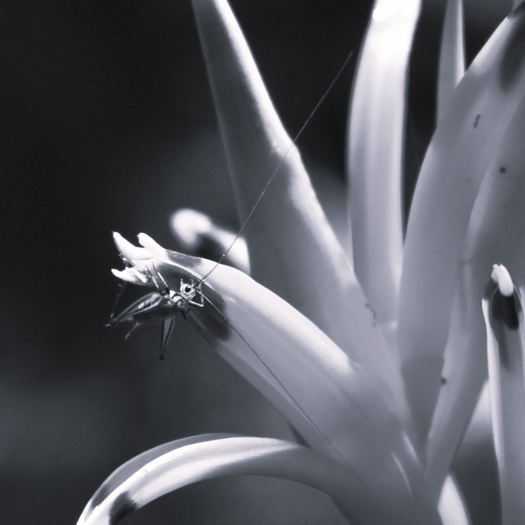 Bug on flower